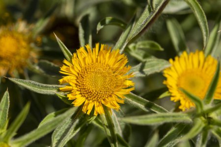 Foto de Espinoso Starwort flor amarilla de cerca - Nombre latino - Pallenis spinosa - Imagen libre de derechos