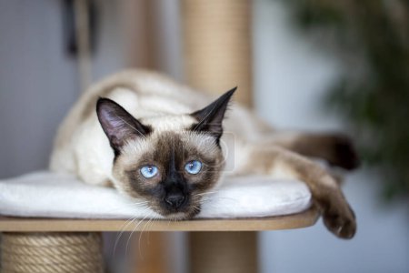 Photo for Pet animal; cute siamese cat - Royalty Free Image