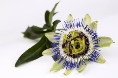 Téléchargez les photos : Passiflora incarnata sur fond blanc - en image libre de droit