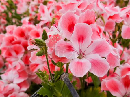 Photo for Blooming geranium flower varios colors - Royalty Free Image