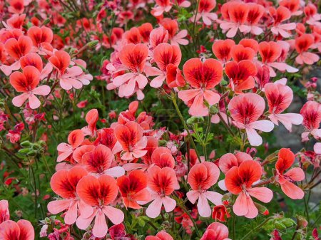 Téléchargez les photos : Blooming geranium flower varios colors - en image libre de droit