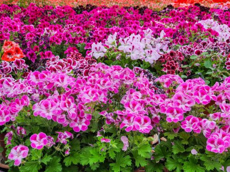 Téléchargez les photos : Blooming geranium flower varios colors - en image libre de droit