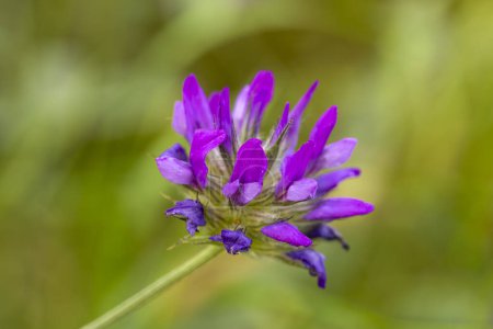 Photo for Arabian pea (Bituminaria bituminosa) purple flower - Royalty Free Image