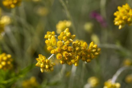 Téléchargez les photos : Vue rapprochée de l'arénarium Helichrysum, immortel, nain fleurs jaunes ensoleillées jamais sur fond naturel flou. Concentration choisie. Beauté de la nature - en image libre de droit