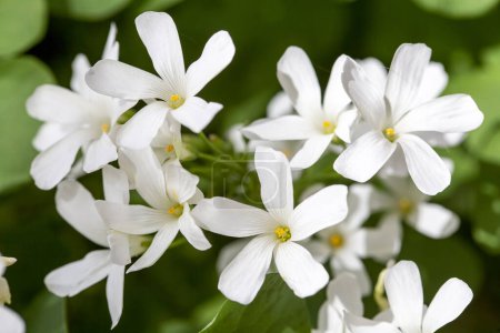Foto de Oxalis articulata - Planta blanca oxalis - Imagen libre de derechos
