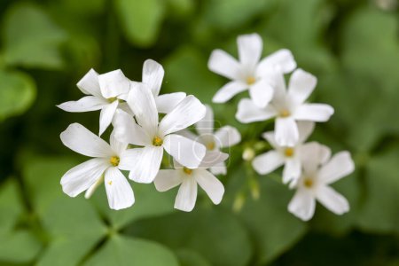 Foto de Oxalis articulata - Planta blanca oxalis - Imagen libre de derechos