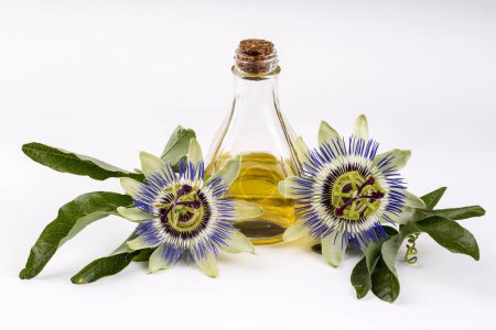 Téléchargez les photos : Passiflora huile végétale de fleur sur le fond blanc - en image libre de droit
