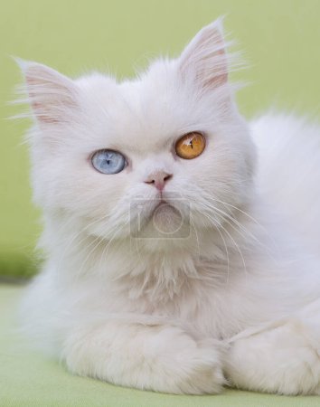 Foto de A beautiful white cat with one eye green and one eye yellow - Imagen libre de derechos
