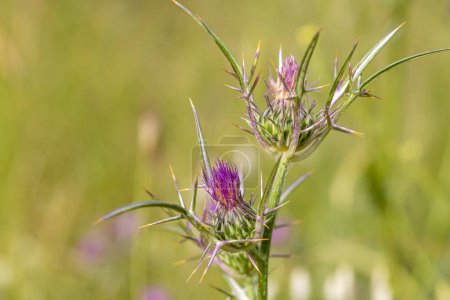Photo for Notobasis syriaca (Syrian Thistle) the sole species in the genus Notobasis, is a thistle-like plant in the family Asteraceae - Royalty Free Image