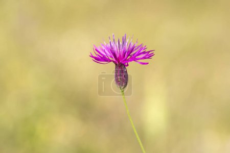 Foto de Falsa mosto de sierra, una flor silvestre púrpura común en Israel, en un prado verde. Una foto con espacio de copia y una profundidad de campo poco profunda. - Imagen libre de derechos