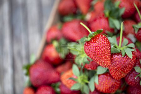 Photo for Strawberry. Fresh organic fruits macro. Fruit background - Royalty Free Image