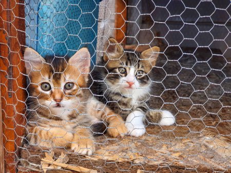 Foto de Refugio de animales, gato callejero en jaula - Imagen libre de derechos