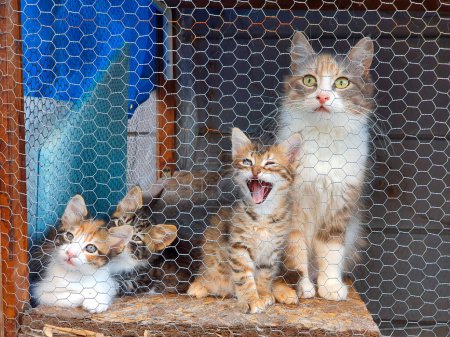 Téléchargez les photos : Abri pour animaux, chat de rue en cage - en image libre de droit
