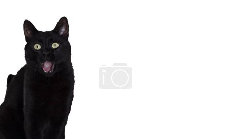 Foto de Animal de compañía; lindo gato negro - Imagen libre de derechos