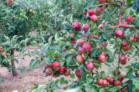 Téléchargez les photos : Pommes biologiques fraîches sur branche de pommier, Elmali - Antalya - Turquie - en image libre de droit