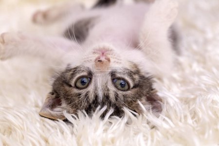 Téléchargez les photos : Chaton mignon chat tabby, animal de compagnie - en image libre de droit