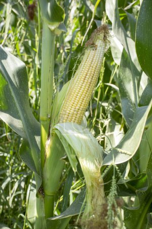 Photo for Fresh organic corn field, Izmir / Turkey - Royalty Free Image