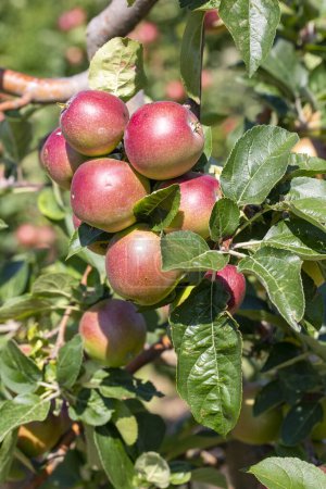 Photo for Fresh organic apples on apple tree branch, Elmali - Antalya - Turkey - Royalty Free Image