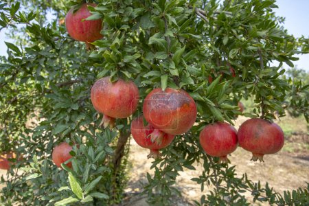 Photo for Fresh pomegranate fruit tree, Izmir / Turkey - Royalty Free Image