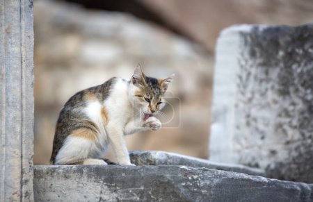 Foto de Efeso Antigua ciudad y gato, Esmirna / Turquía - Imagen libre de derechos