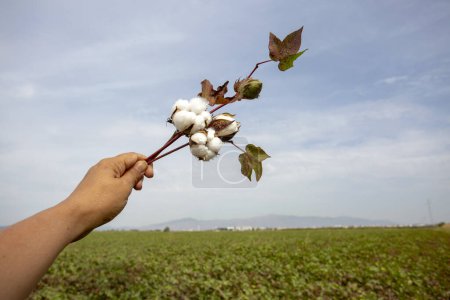 Foto de Bols de algodón de manos humanas hacia el cielo. Campo de algodón. - Imagen libre de derechos