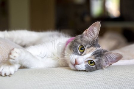 Téléchargez les photos : Mignon chat calico, animal de compagnie - en image libre de droit