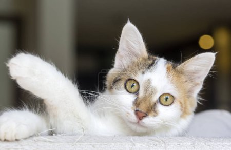 Téléchargez les photos : Chaton mignon chat calico, animal de compagnie - en image libre de droit