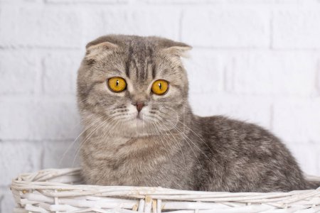 Téléchargez les photos : Argent tabby chaton écossais pliant - en image libre de droit