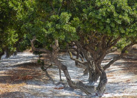 Photo for Mastic tree with mastic tears in Chios island, Greece. - Royalty Free Image