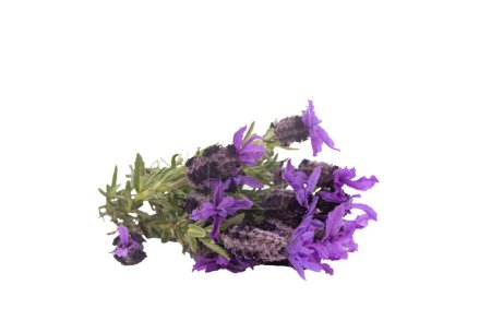 Photo for Lavandula Stoechas (French lavender; Spanish Lavender; Topped Lavender); isolated on white - Royalty Free Image