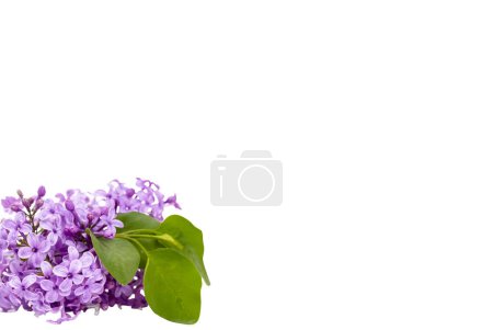 Téléchargez les photos : Fleurs de lilas isolées sur fond blanc - en image libre de droit