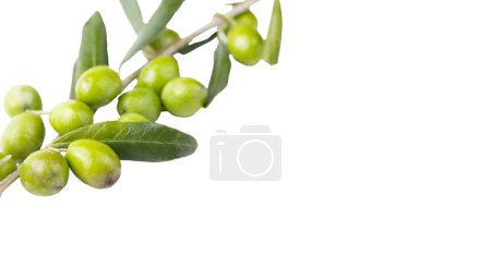 Foto de Aceitunas verdes frescas sobre el fondo blanco - Imagen libre de derechos