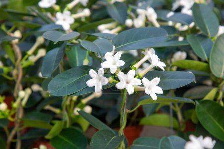 Stephanotis floribunda syn. S. jasminoides, Madagascar jasmine, wax flower,