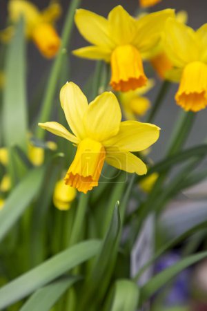 Foto de Ciclamen floreció narciso. Primer plano de las flores de narciso amarillo en primavera - Imagen libre de derechos