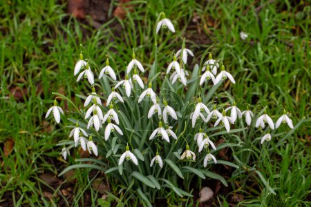 Photo for Galanthus is a genus of plants belonging to the Amaryllidaceae family. - Royalty Free Image