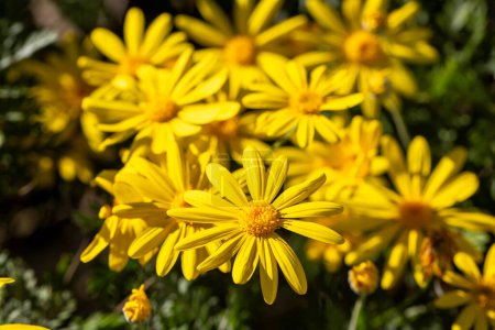 Yellow daisy bush, Scientific name; Euryops pectinatus