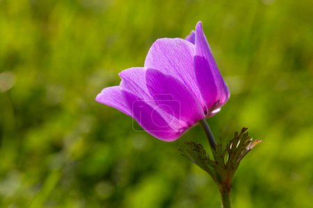 Téléchargez les photos : Fleurs sauvages dans la nature, printemps ; anémone (Anemone coronaria) - en image libre de droit