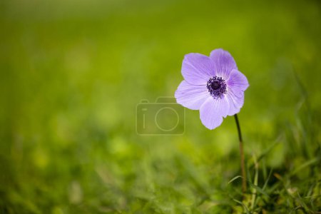 Photo for Wild flower in nature, spring season; anemone (Anemone coronaria) - Royalty Free Image