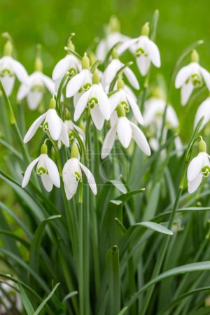 Photo for Galanthus is a genus of plants belonging to the Amaryllidaceae family. - Royalty Free Image