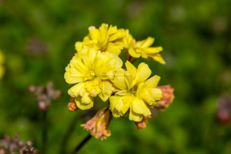 Téléchargez les photos : Oxalis compressa double fleur jaune - en image libre de droit