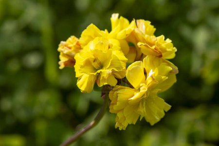 Téléchargez les photos : Oxalis compressa double fleur jaune - en image libre de droit