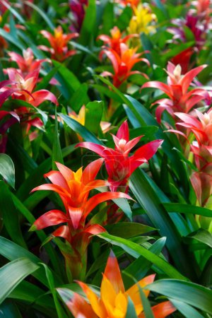 Photo for Blossom of Guzmania Bromelia. Sale. Pot plants, indoor plants, tropical plants. - Royalty Free Image