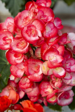 Téléchargez les photos : Elatior begonias - Begonia x hiemalis. Floraison de bégonia hybride élatior (Begoniaceae) ) . - en image libre de droit