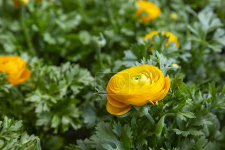 Photo for Ranunculus asiaticus flower, Persian buttercup - Royalty Free Image