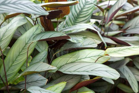 Foto de Planta exótica Ctenanthe Setosa Grey Star hojas con matiz plateado y venas de hojas oscuras. - Imagen libre de derechos