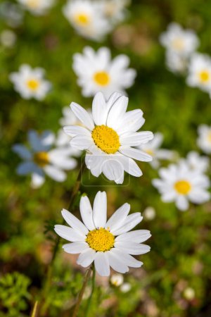 Photo for Anthemis cotula, also known as stinking chamomiles - white daisy - Royalty Free Image
