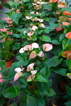 Téléchargez les photos : Fleur de flamant Anthurium sp. Anthurium andraeanum (Fleur de Flamant) Les Feuilles Fleurs. - en image libre de droit