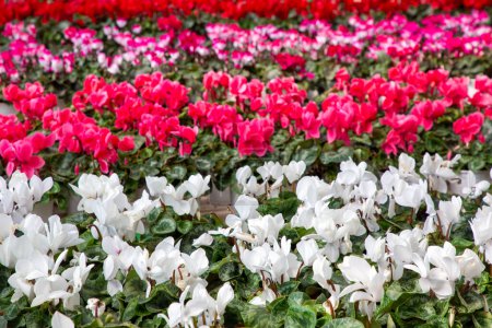 Bright pink and white cyclamen flowers, closeup. Red Cyclamen plant sale in garden shop in spring season