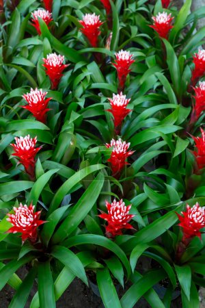 Photo for Guzmania Francesca, It is a type of epiphyte plant with a showy and exotic appearance that is grown as a popular houseplant. - Royalty Free Image