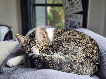 Foto de Napping gato tabby tiene uno de sus ojos abiertos y está viendo los alrededores - Imagen libre de derechos